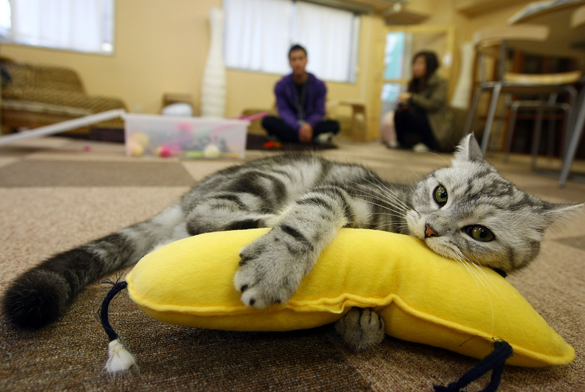 You have weird questions about cat cafes. We have even weirder answers. -  Vox