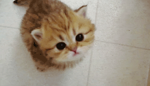 Cutest-cat-gifs-kitten-meow_medium