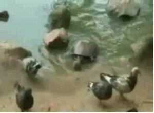 Turtle-eats-bird_medium
