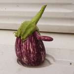 Eggplant_medium