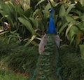 vargos-peacocks.jpg