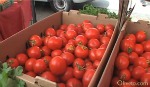 tomatoes_298.jpg