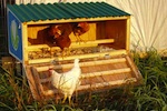 chicken-coop-150.jpeg