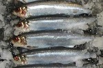 herring-150.jpg