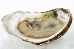 oyster-150.jpg