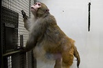 fat-monkey-150.jpg