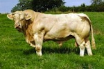 charolaise-beef-150.jpg