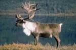 reindeer-150.jpg