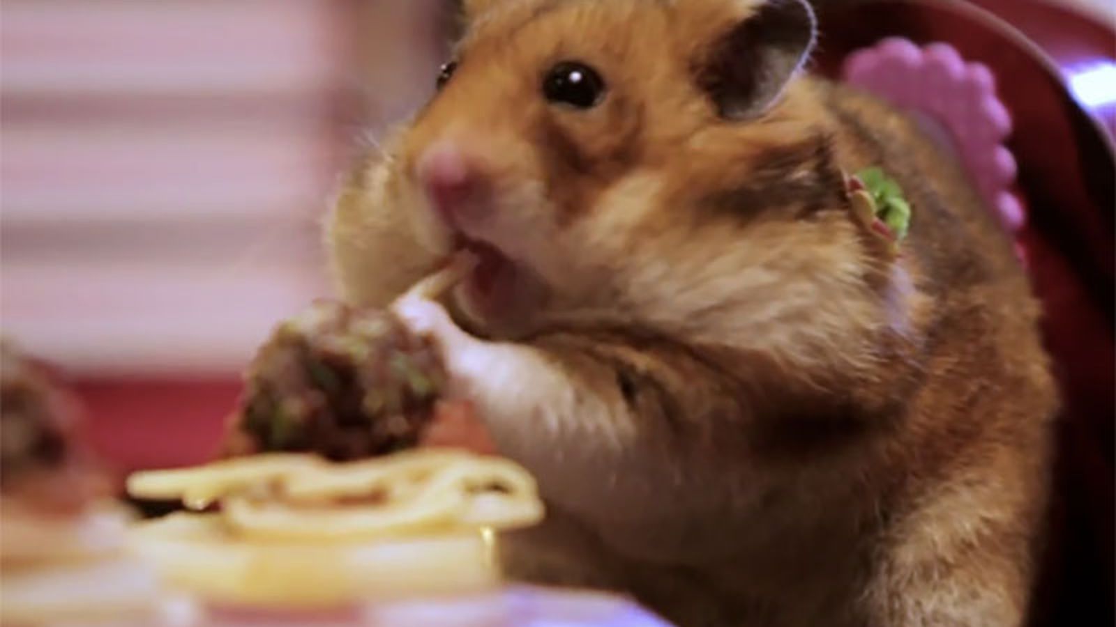 Watch an Adorable Tiny Hamster Couple Go On a Romantic