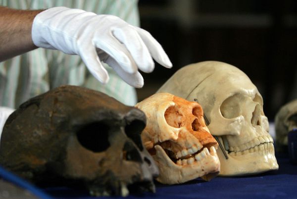 Professor Chris Stringer of the Natural History Museum holds his hand over a Homo floresiensis skull.