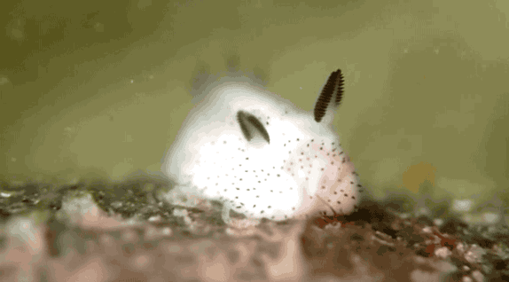 slug bunny