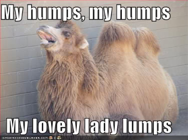 funny-pictures-camel-sing-humps-son.0.jpg