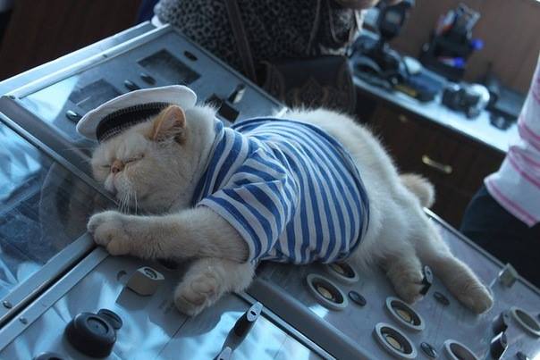 cat cruise